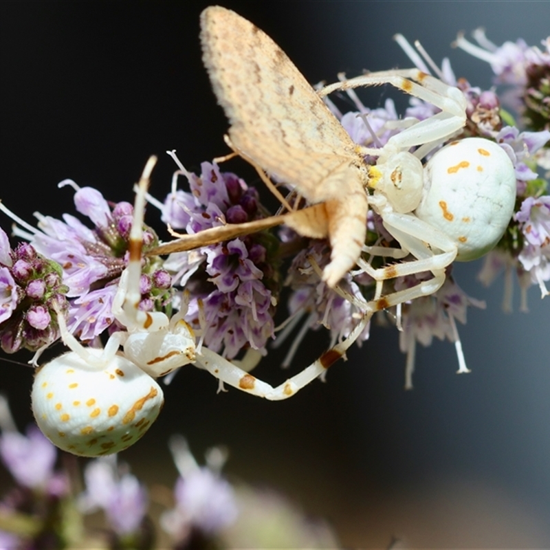 Thomisidae (family)