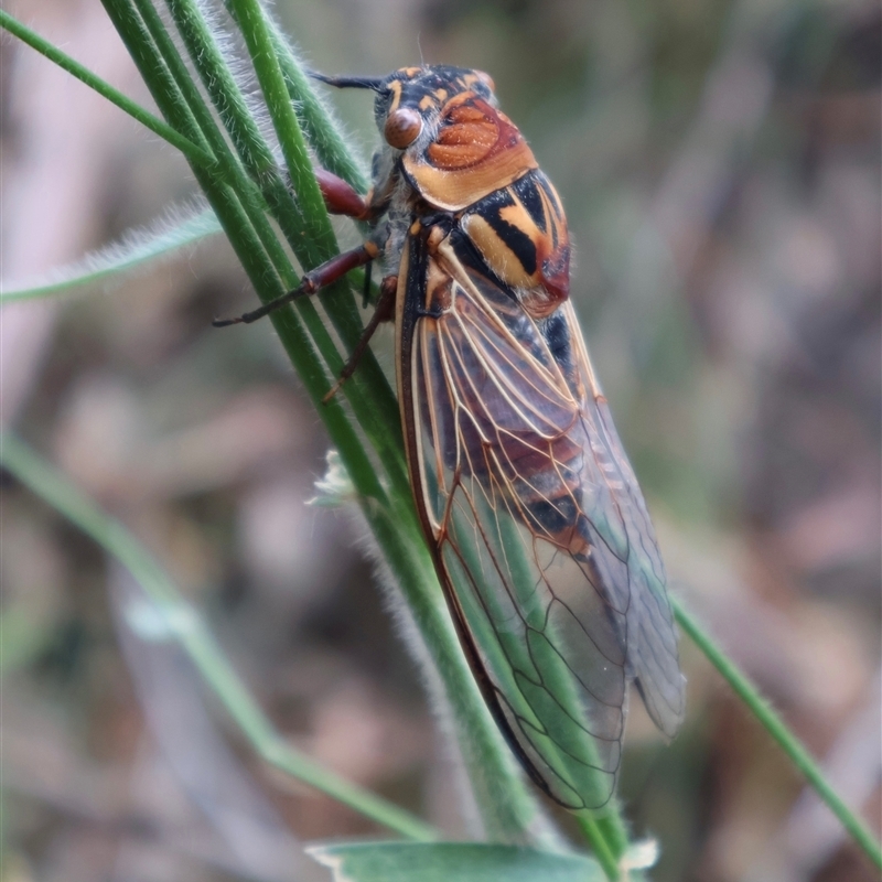 Thopha saccata