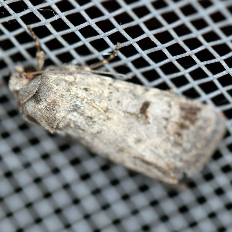 Thoracolopha (genus)