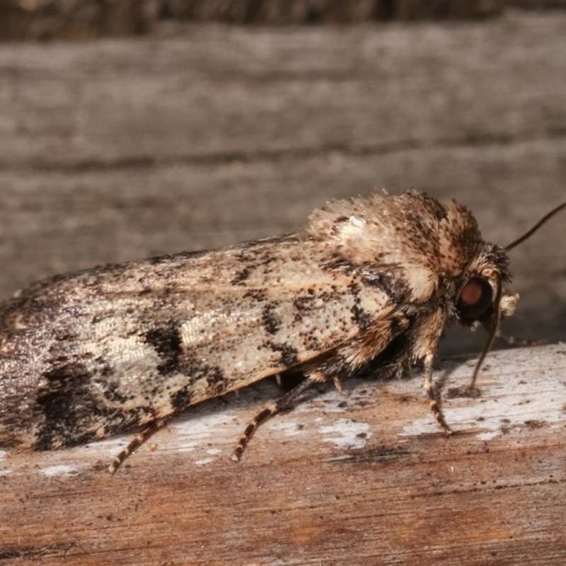 Thoracolopha melanographa