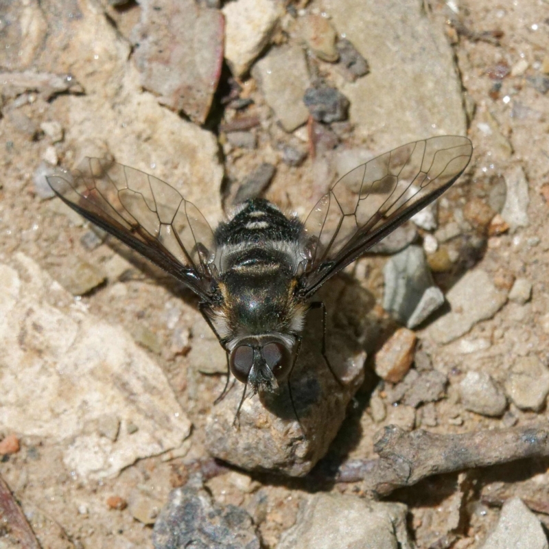 Thraxan sp. (genus)