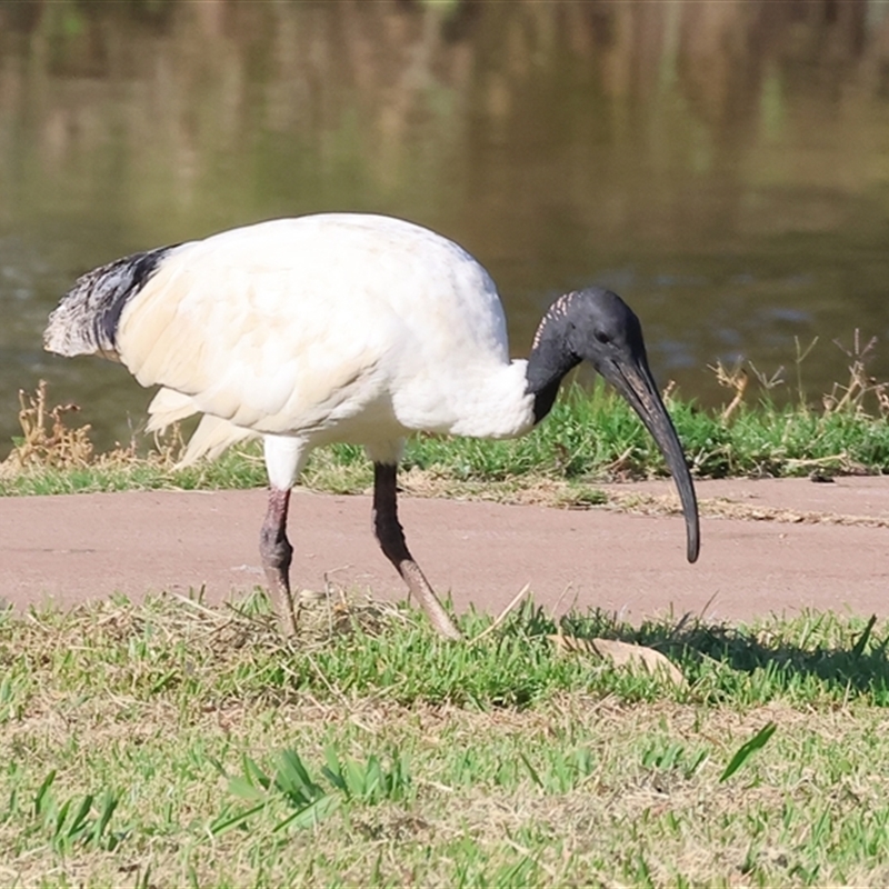 Threskiornis molucca