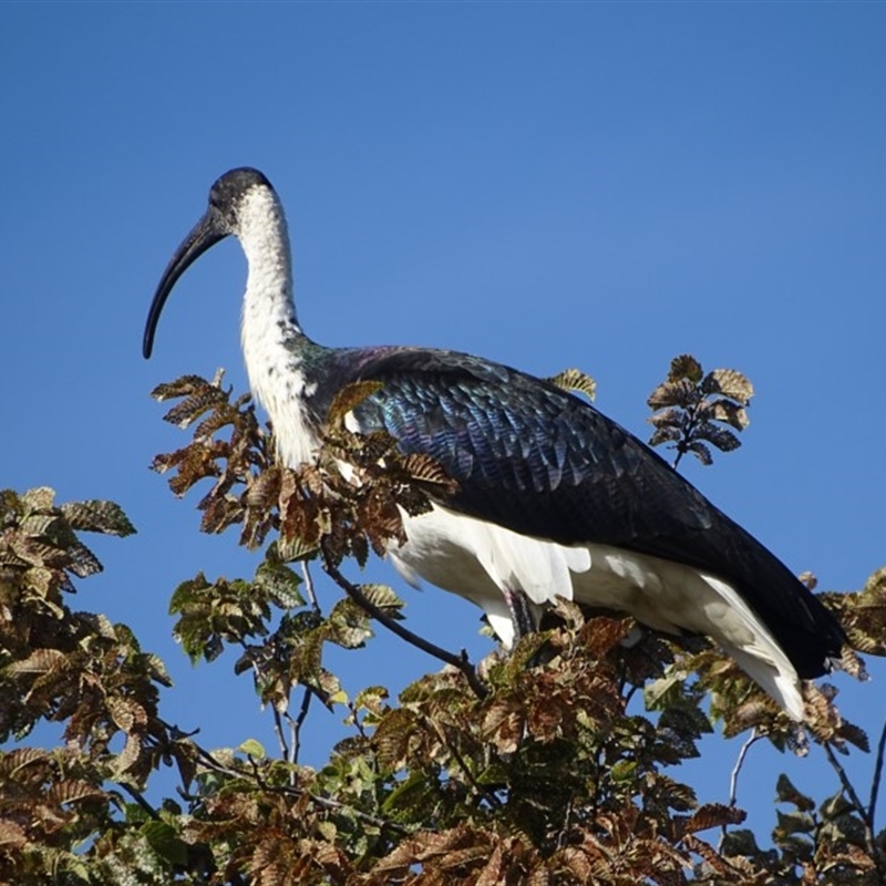 Threskiornis spinicollis