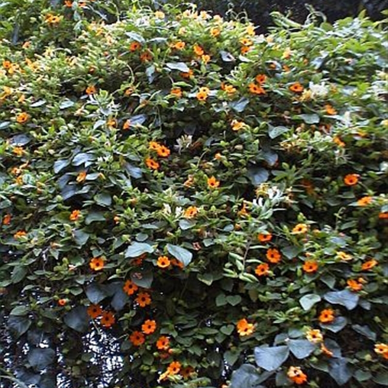 Thunbergia alata