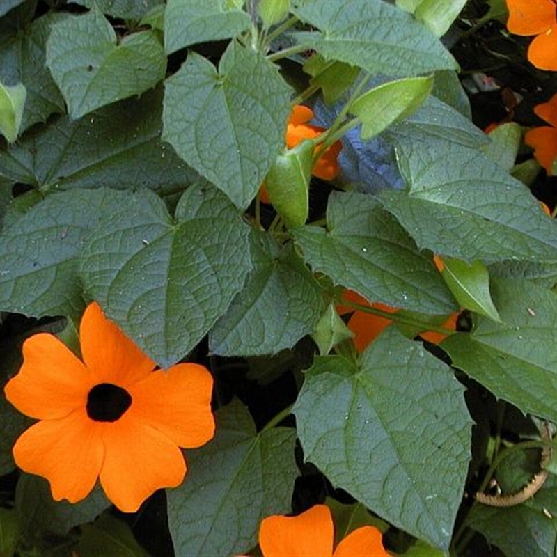 Thunbergia alata