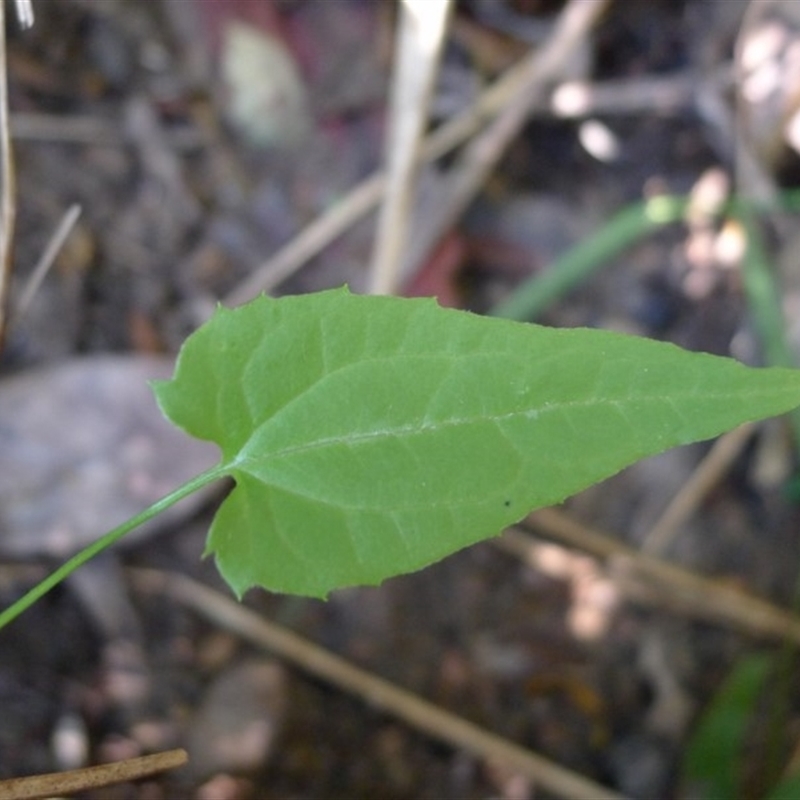 Thunbergia alata