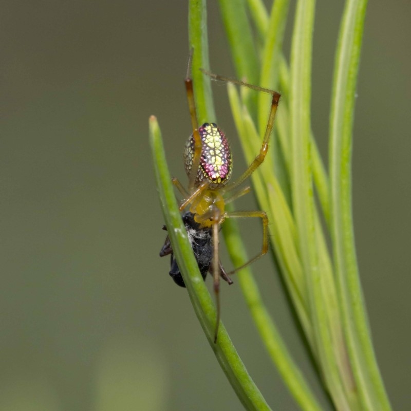 Thwaitesia nigronodosa