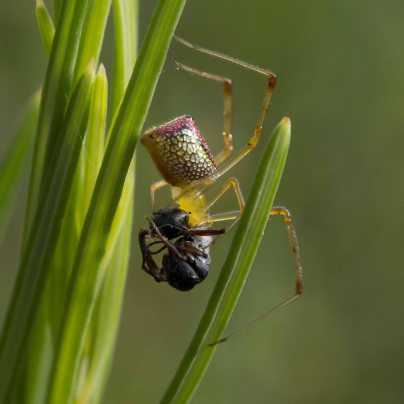 Thwaitesia nigronodosa