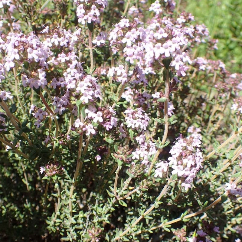 Thymus vulgaris