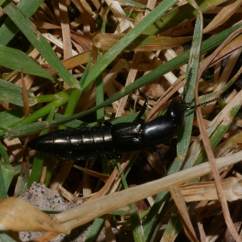 Thyreocephalus sp. (genus)