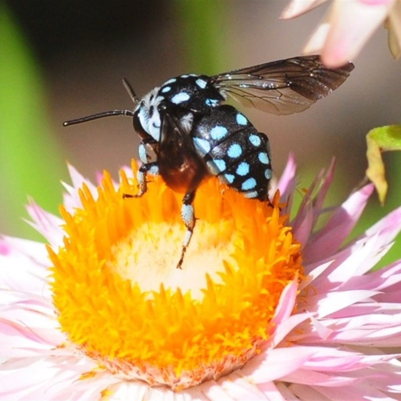 Thyreus caeruleopunctatus