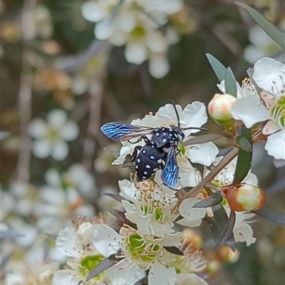 Thyreus lugubris