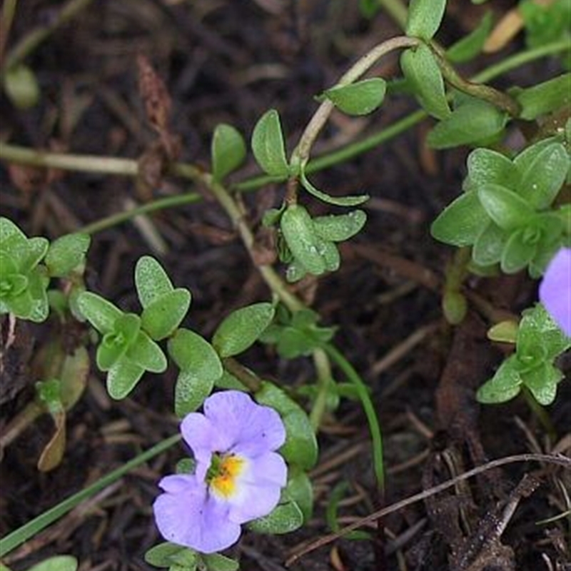 Thyridia repens