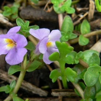 Thyridia repens