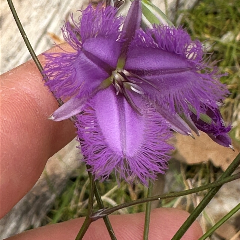 Thysanotus juncifolius