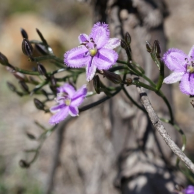 Thysanotus patersonii