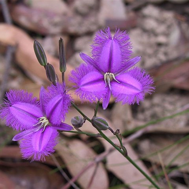 Thysanotus tuberosus