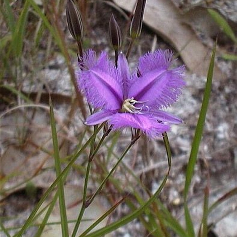 Thysanotus tuberosus