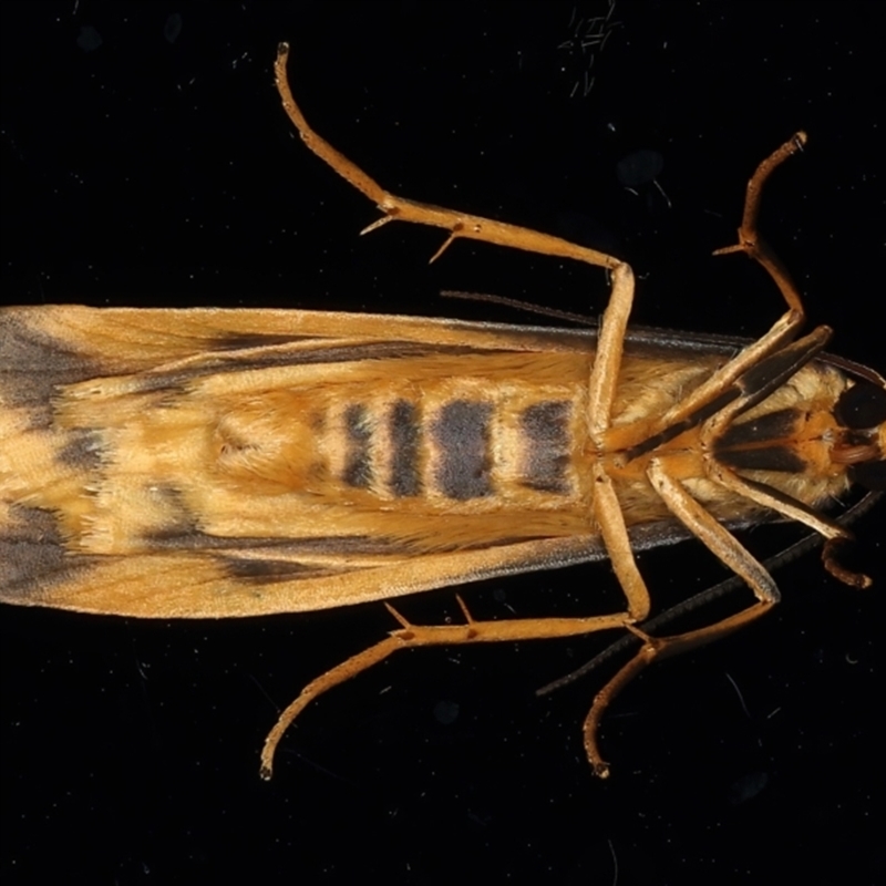 Tigrioides alterna