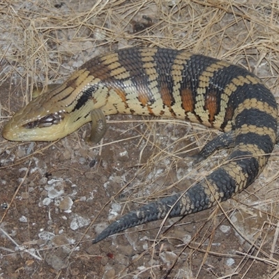 Tiliqua scincoides scincoides