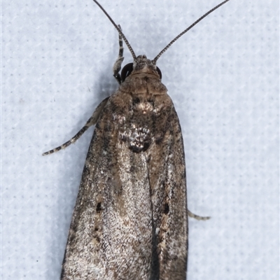 Athetis tenuis