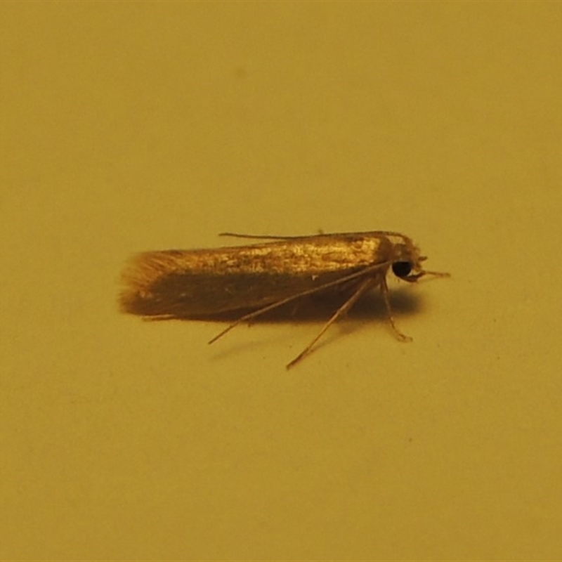 Tineola bisselliella