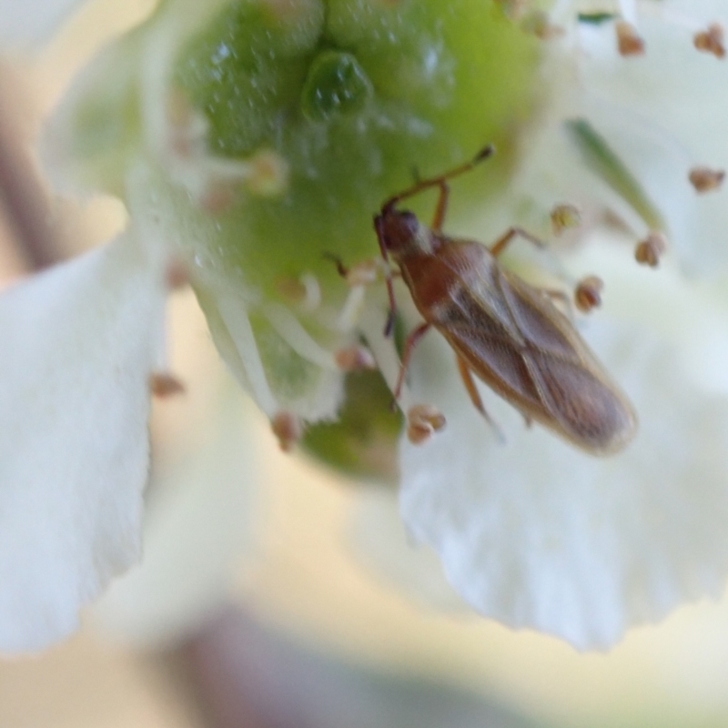 Tingidae sp. (family)