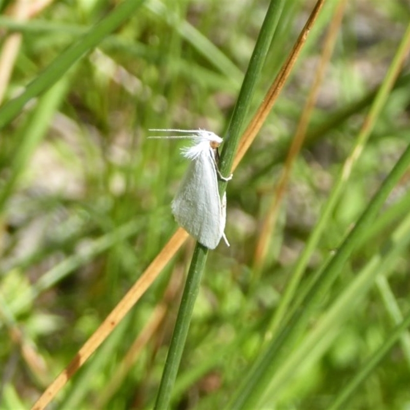 Tipanaea patulella