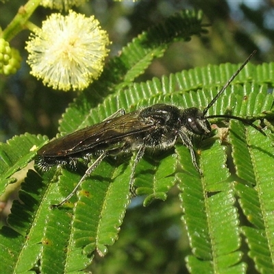 Tiphiidae (family)