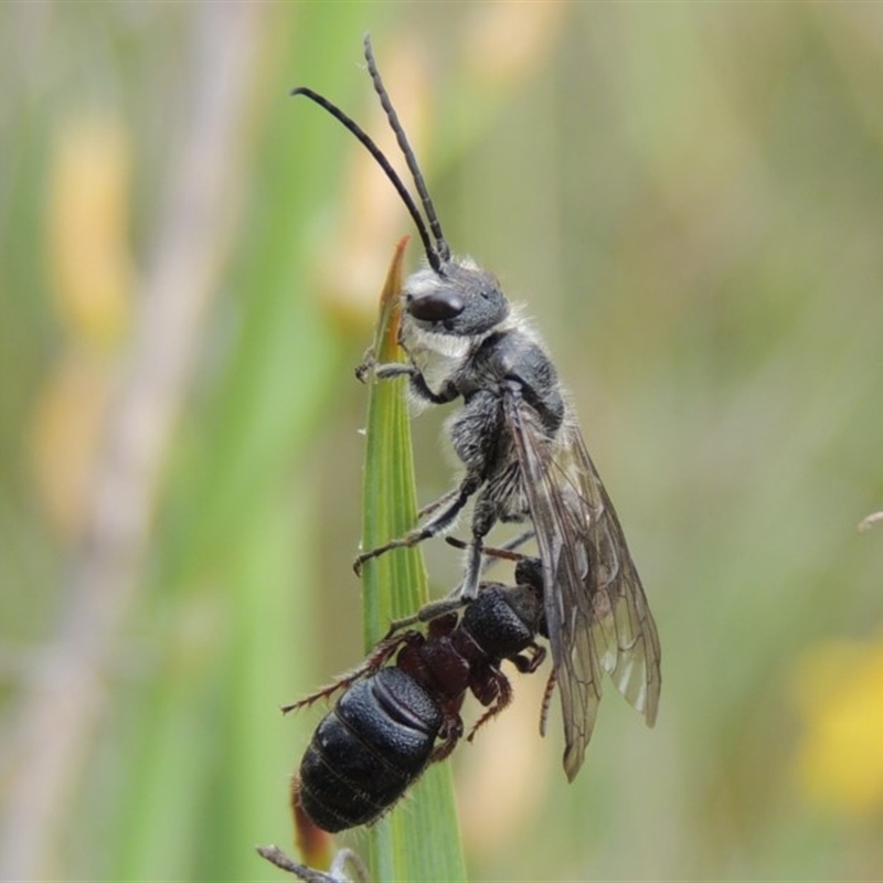 Tiphiidae (family)