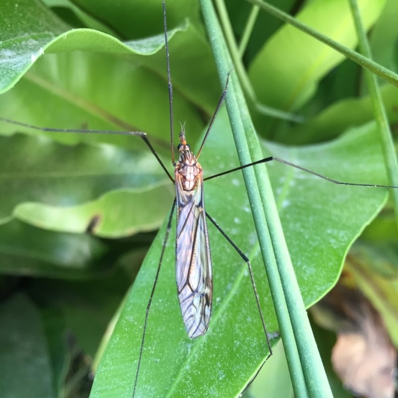 Tipulidae or Limoniidae (family)