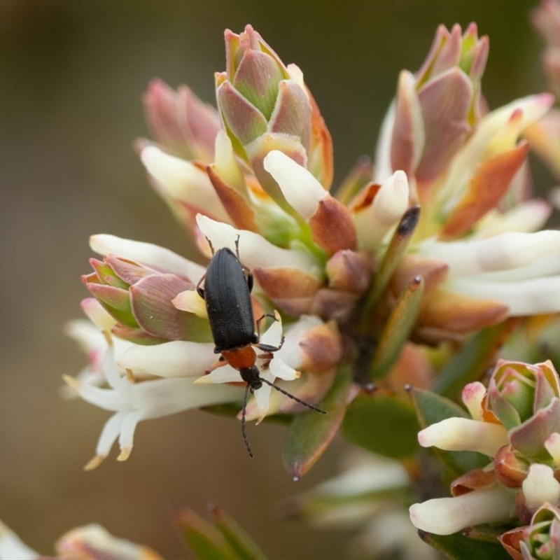 Atoichus bicolor