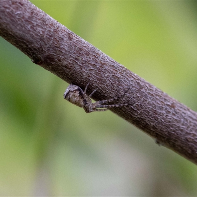 Tmarus cinerascens