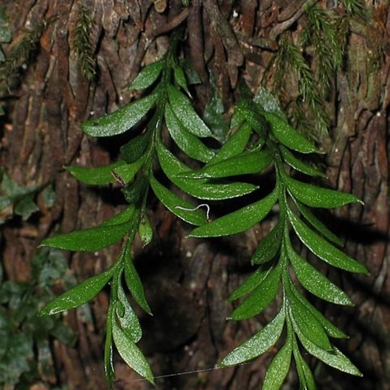 Tmesipteris parva