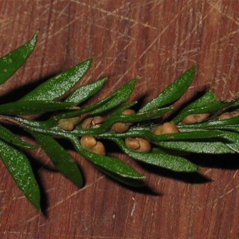 Tmesipteris parva