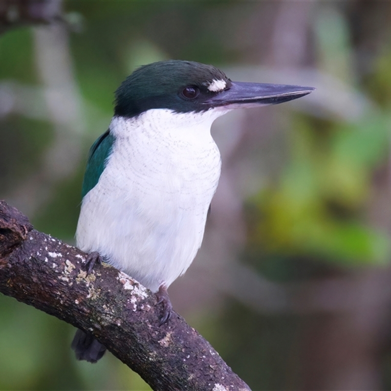 Todiramphus sordidus