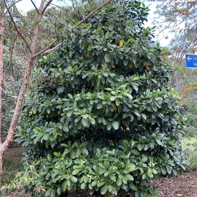 Atractocarpus fitzalanii