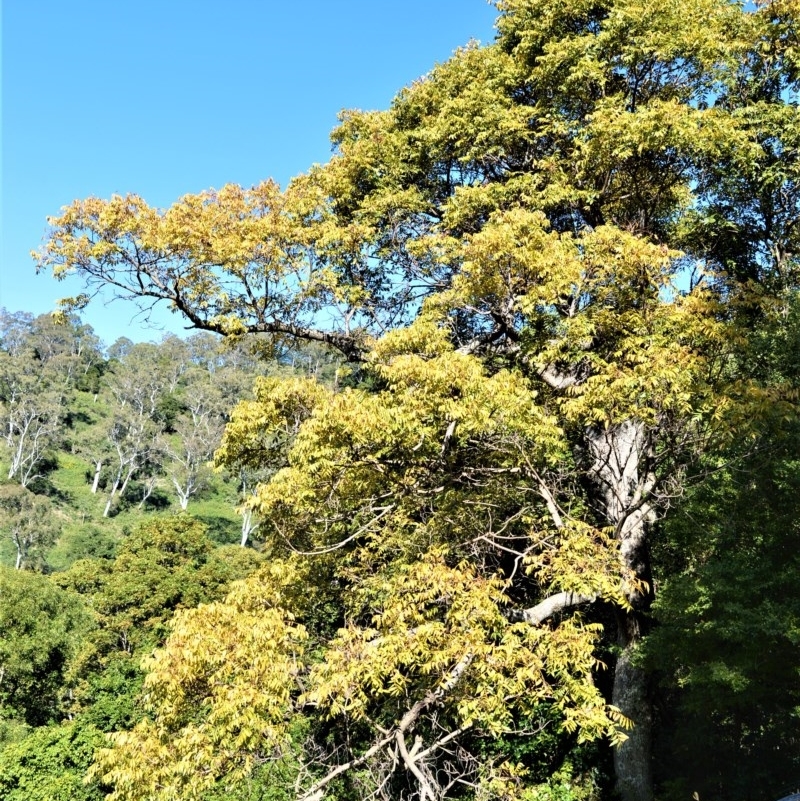 Toona ciliata