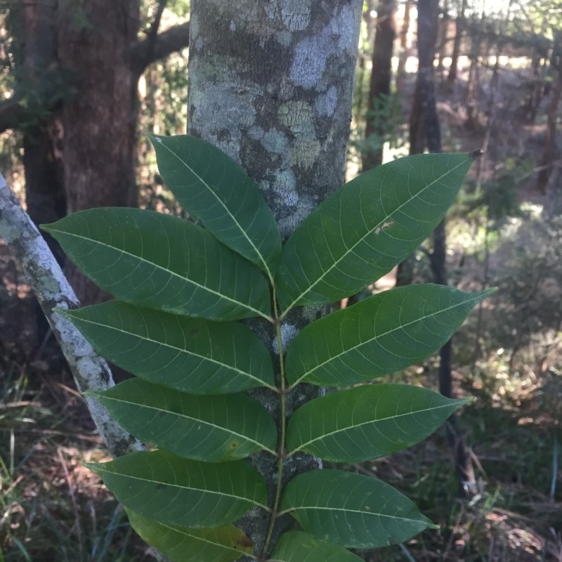 Toona ciliata