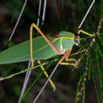 Torbia perficita