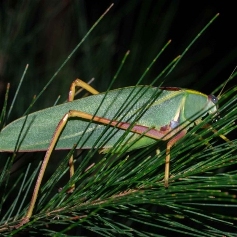 Torbia perficita