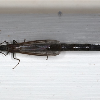 Atractocerus sp. (genus)