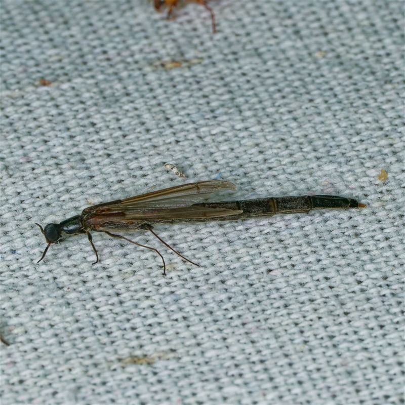 Atractocerus sp. (genus)