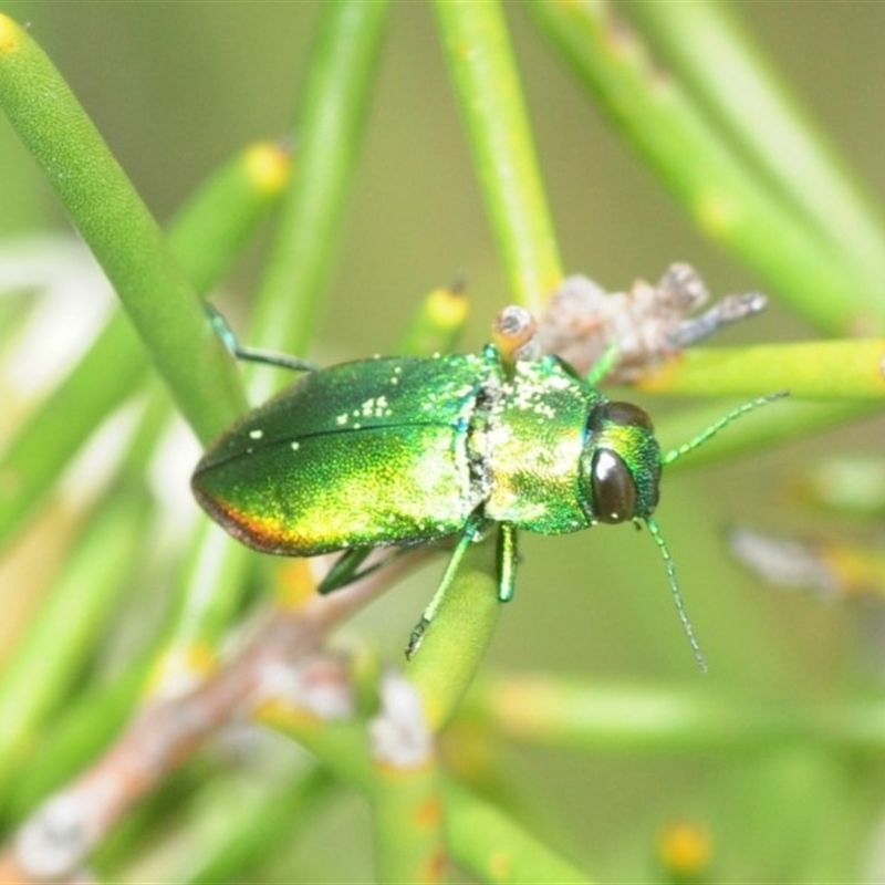 Torresita cuprifera