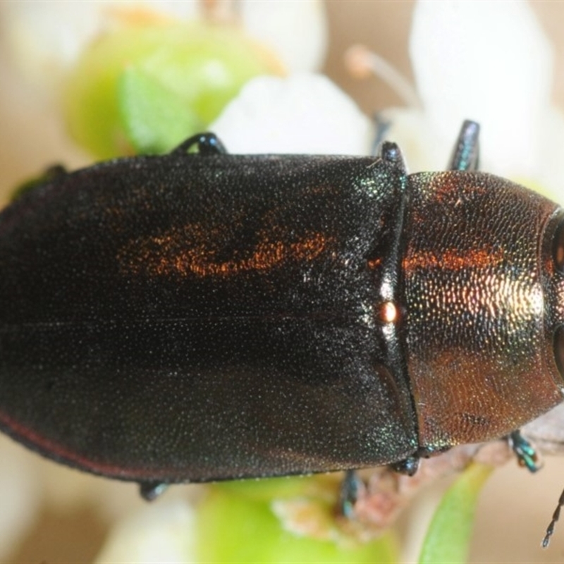 Torresita cuprifera