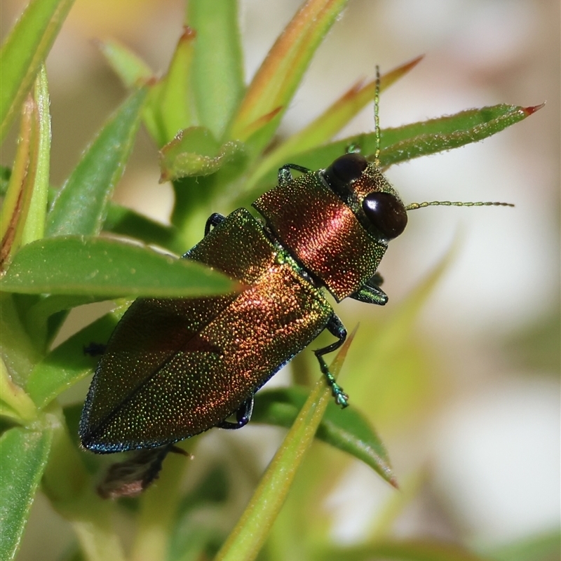 Torresita cuprifera