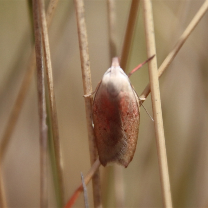 Tortricopsis semijunctella