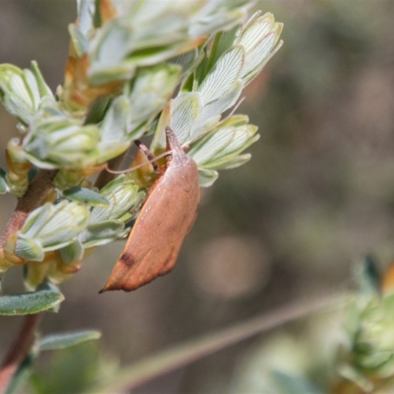 Tortricopsis uncinella