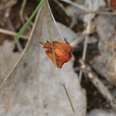 underside