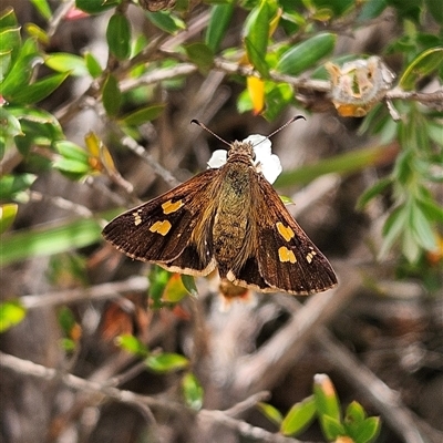 Toxidia andersoni